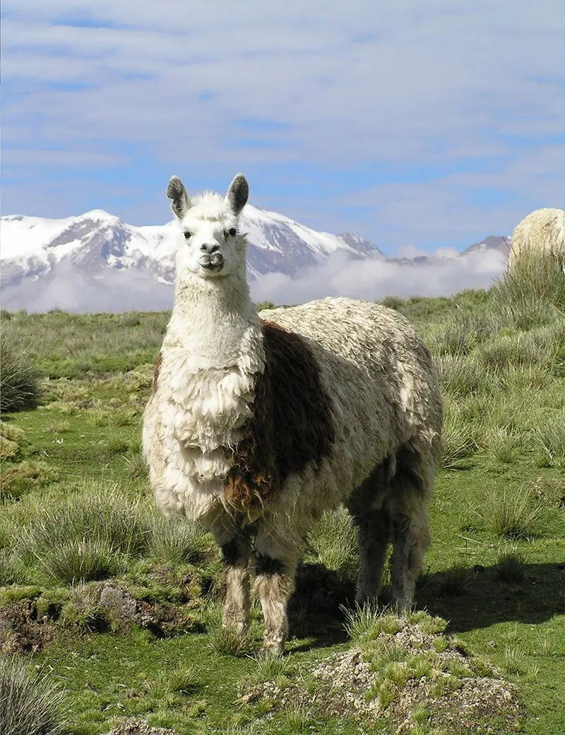 Venice Throw - Elvang - 6150