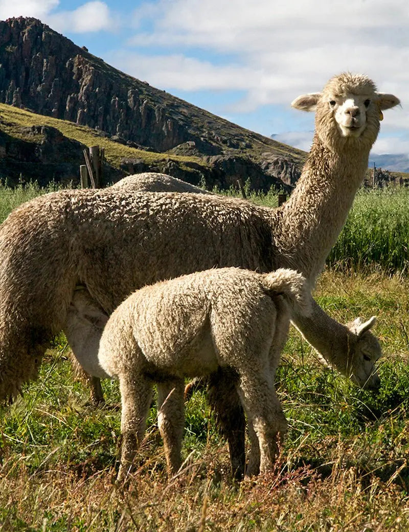 Classic Throw - Elvang - 7001