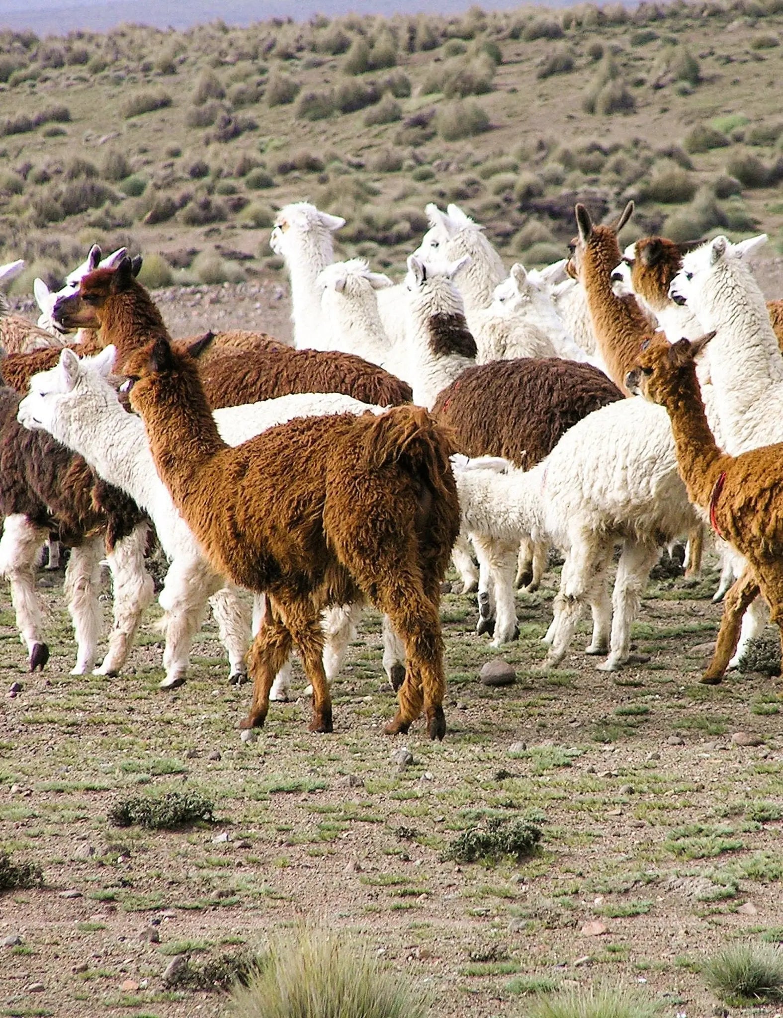 Inca Stones Throw - Elvang - 7108